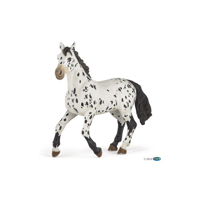 Hovedbilde Appaloosa Hest